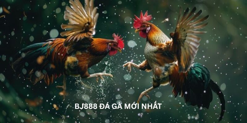 BJ888 đá gà mới nhất: Sân chơi đỉnh cao cho anh em mê gà